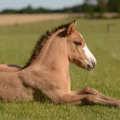 Optical illusion: Which way is the horse turning? The question that will drive you crazy