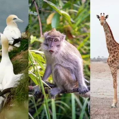 animals wildlife homosexuality nature