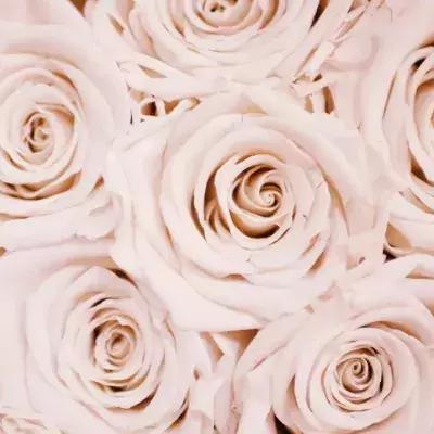 This is the supermarket selling the cheapest roses for V-day