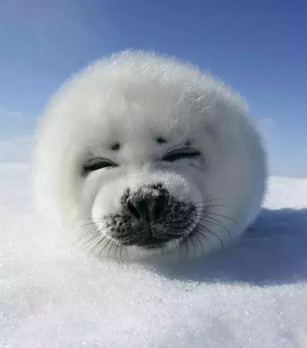 1 - Harp Seal