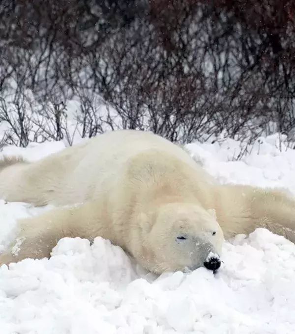 2 - Polar Bear