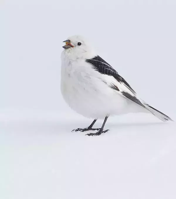 3 - Snow Bunting