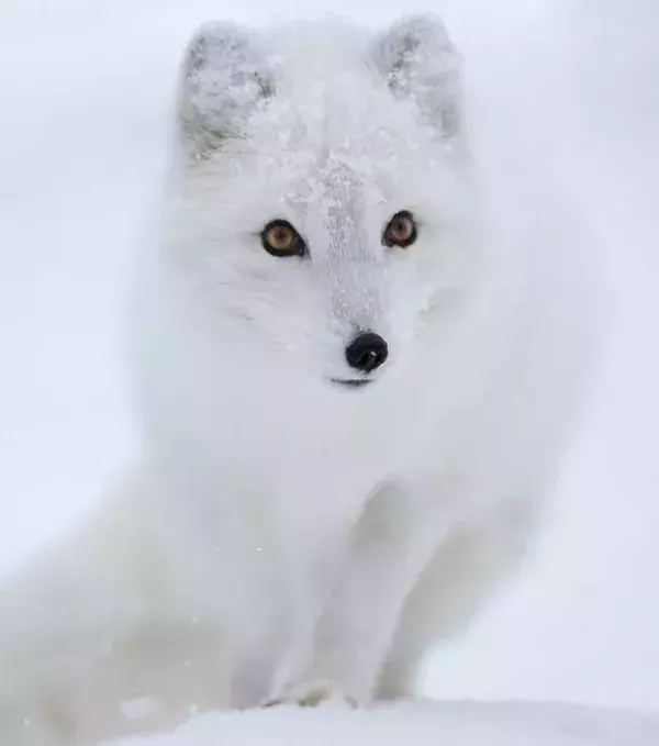 4 - Arctic Fox