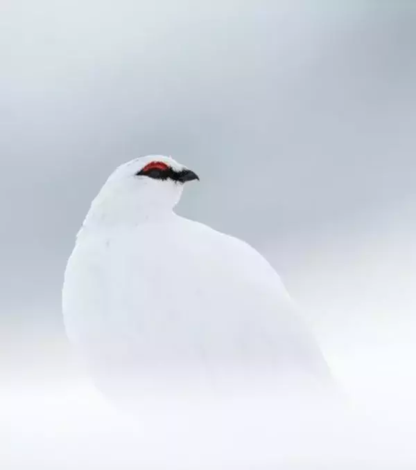 5 - Rock Ptarmigan