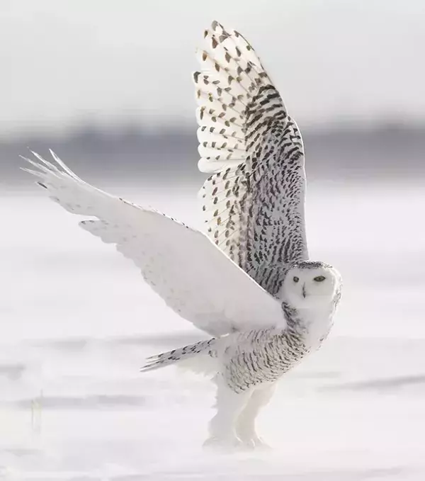 6 - Snowy Owl