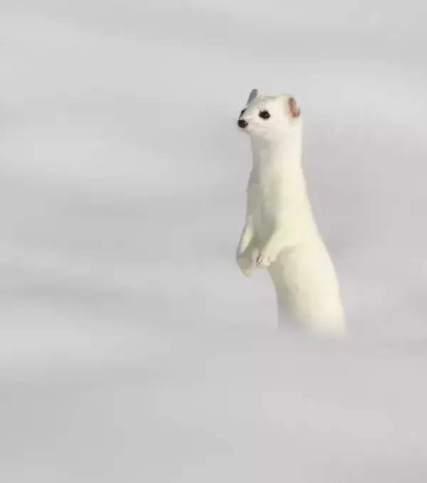 7 - Ermine