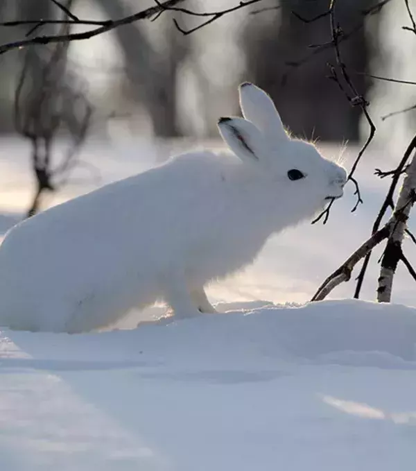 8 - Mountain Hare