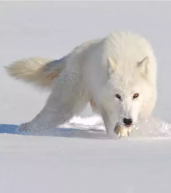 9 - Arctic Wolf