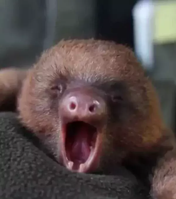 Baby sloths are just too lovable!