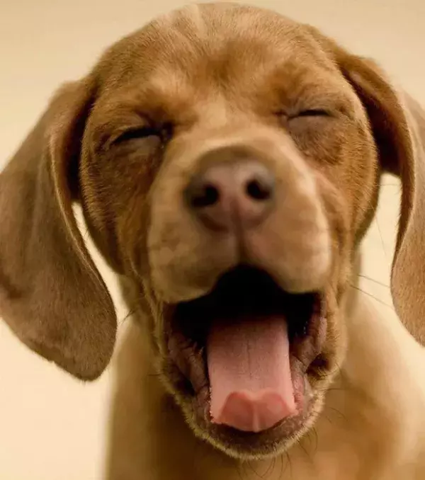 This cute little pup can barely hold his own head up!