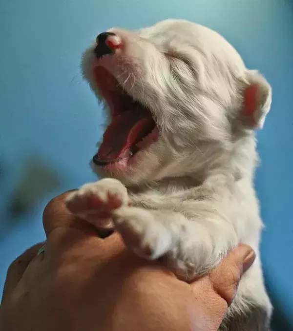Cute puppies are the best!