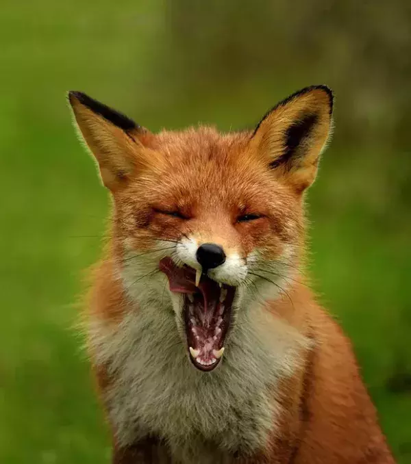 This fox looks rather upset!