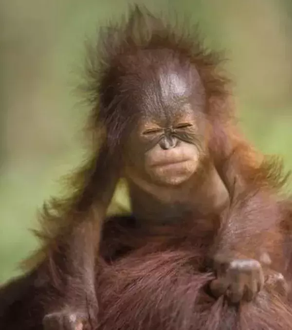 Isn't this the cutest monkey ever? He's so upset that he has to get up in the morning!