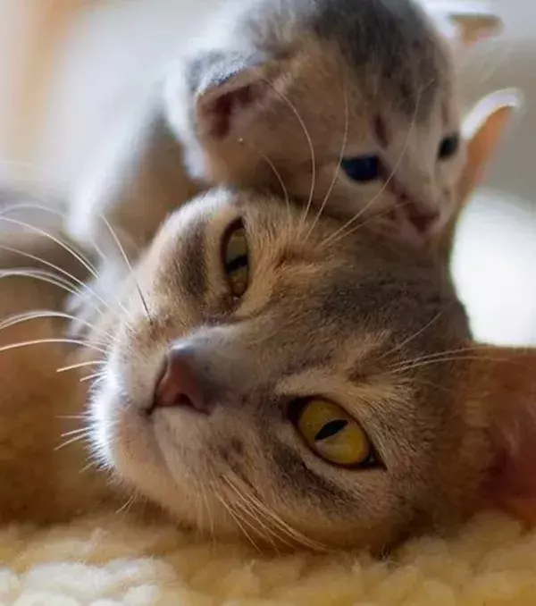 Momma cat doesn't want to get up just yet!