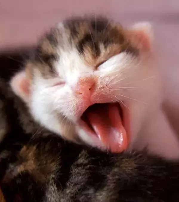 Not ready to get up yet says the baby kitten.