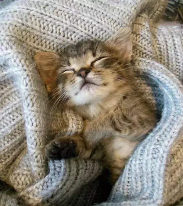 She's definitely not getting up anytime soon...