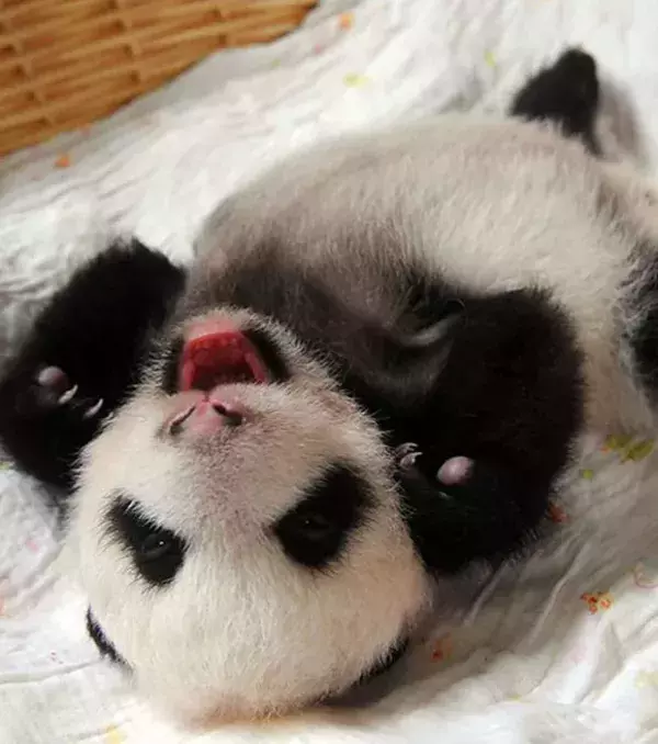 This is too precious!