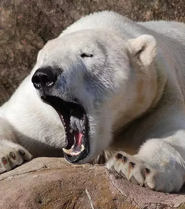 What a sleepyhead polar bear!