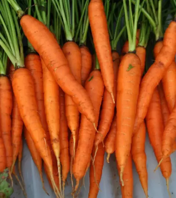 14: Carrots are good for your hair, skin, and nails! They contain several different vitamins and minerals that are essential for your body. Consider drinking some carrot juice everyday because it's quick and delicious.