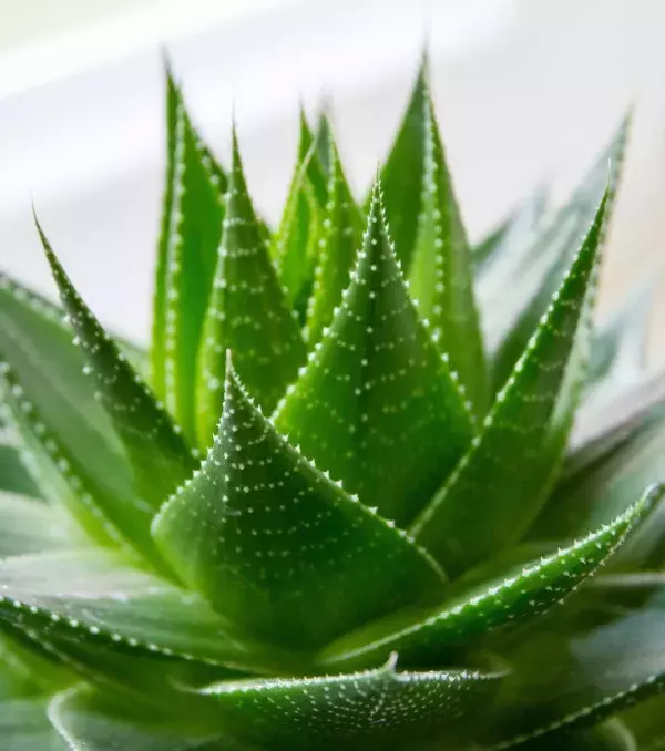Aloe vera: Are your lips just too over-chapped, inflammed, and irritated? Try using Aloe Vera to soothe the pain.