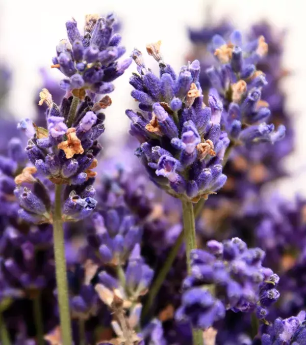 Lavender oil: This is another useful oil that will help treat your chapped lips. It will leave your lips feeling silky, soft, and radiant.