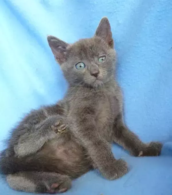 An adorable Russian Blue