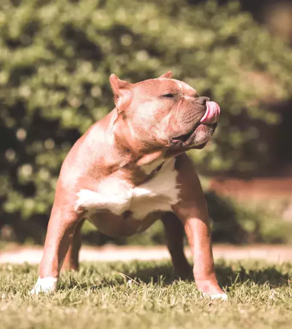 Like all dogs, the Pit Bull is born with a gentle character.