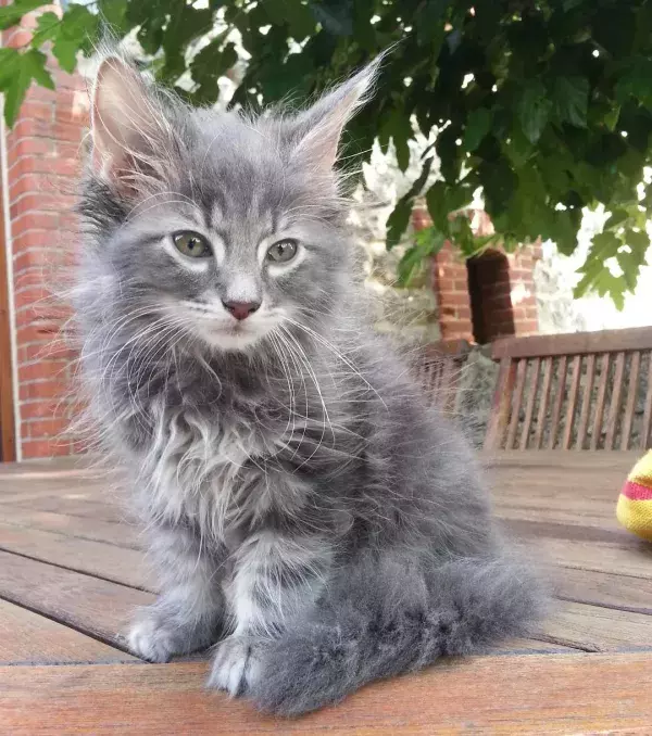 A beautiful Norwegian kitten