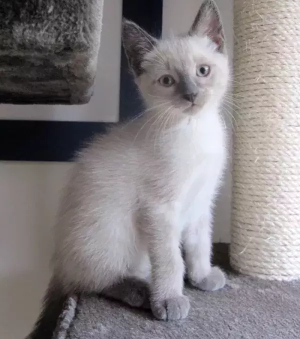 A beautiful young Siamese