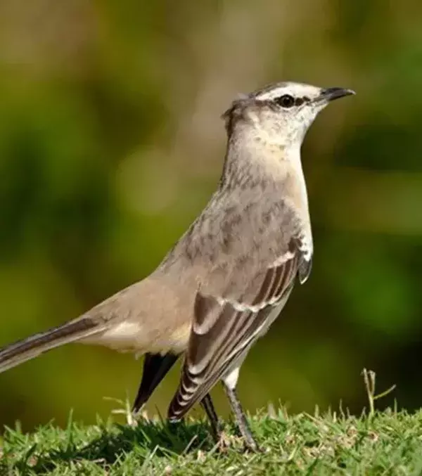 Birds: If a bird enters into your home and is trapped then it's believed that someone close to your family will pass away.
