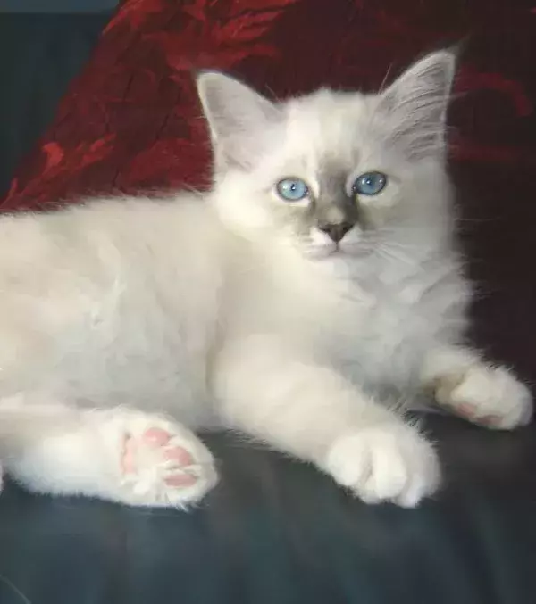 A charming Birman kitten