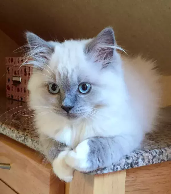 A charming little Ragdoll