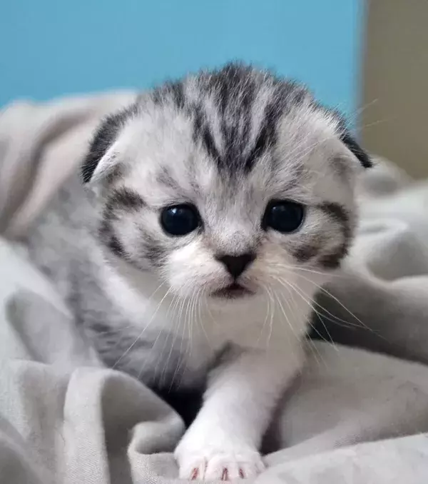 A darling Scottish Fold kitten
