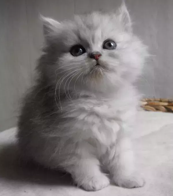 A delightful Persian kitten