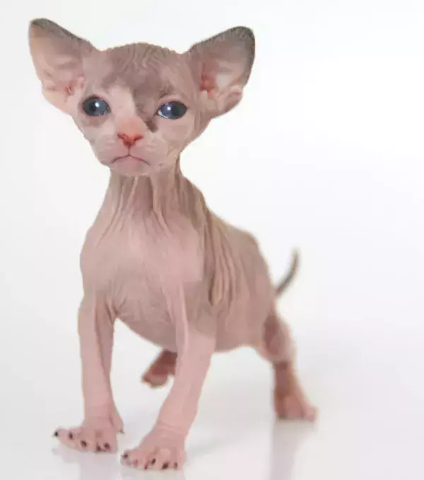 An endearing Sphynx kitten