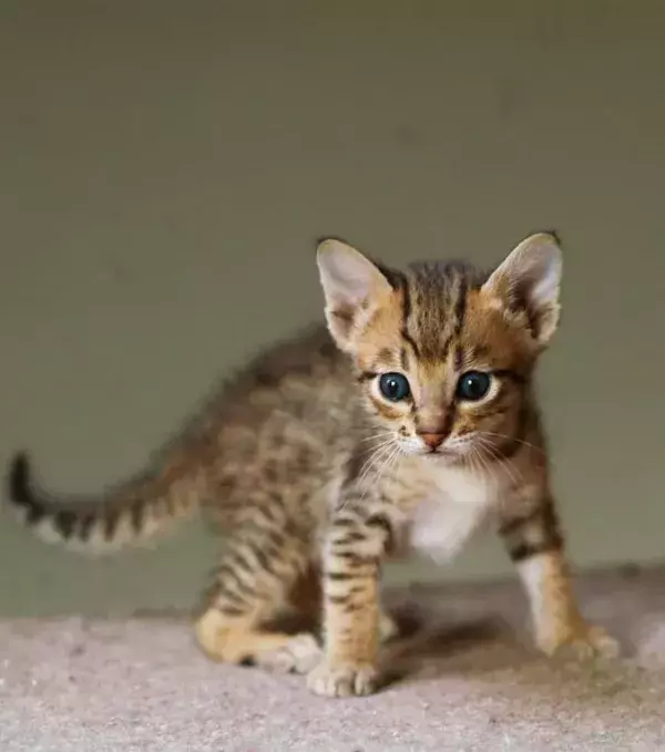 An exquisite little Savannah kitten