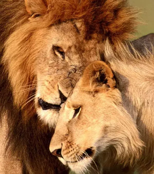 It is the lioness who initiates mating