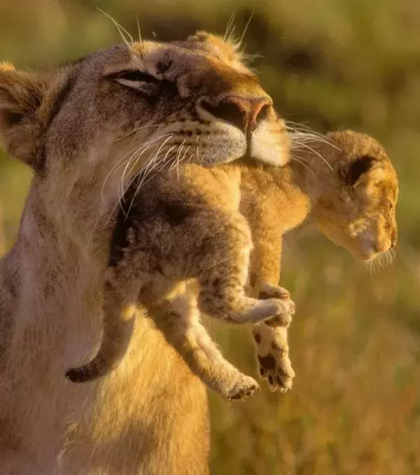 A lioness looks after her young until they reach maturity