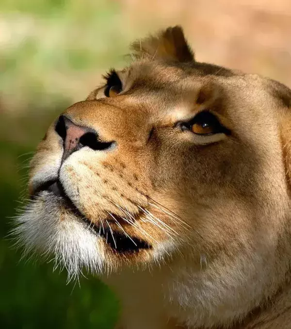 Lionesses are generally much more skilled at hunting
