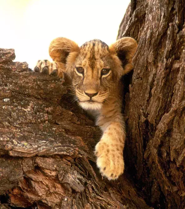 Lions are raised at the heart of the pride from 4 weeks old