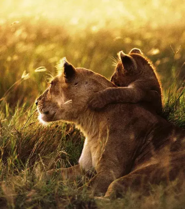 Lions can only mate with consent of the lioness