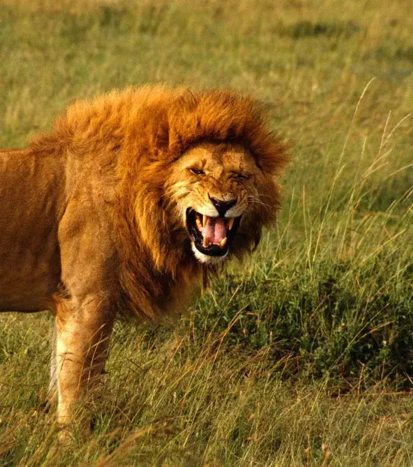 Lions communicate through growls and roars