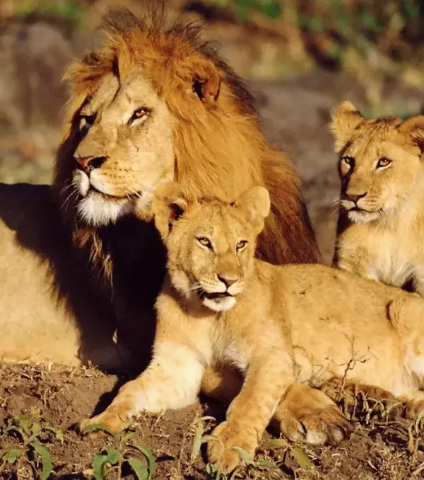 The lion's main habitat is in Central Africa