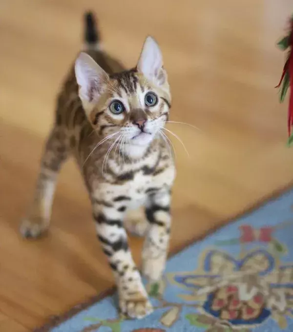 A little Bengal kitten