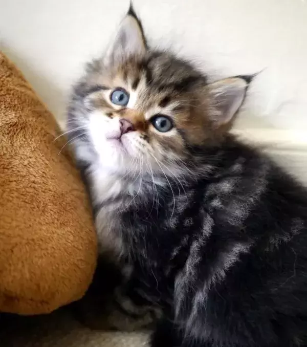 A lovable little Siberian