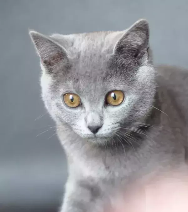 A lovely little Chartreux