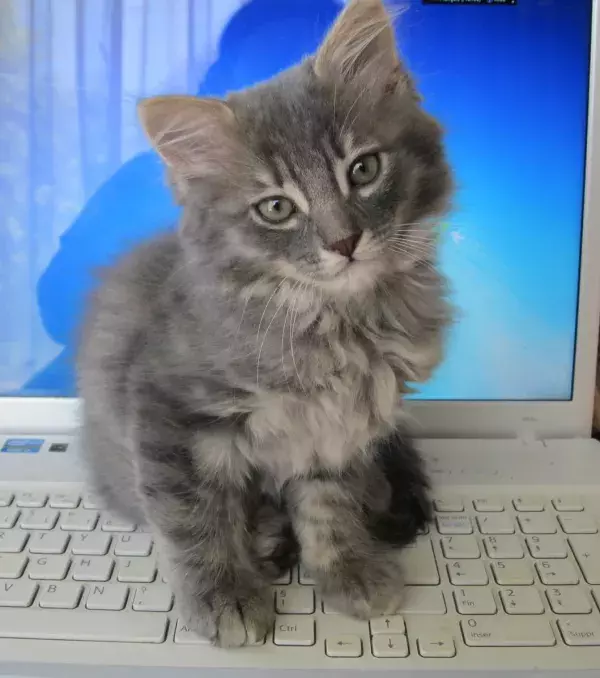 A magnificent Angora kitten