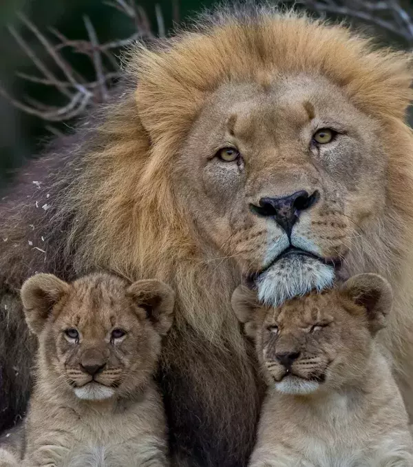 Male lions do not hesitate to drive out their young once fully grown