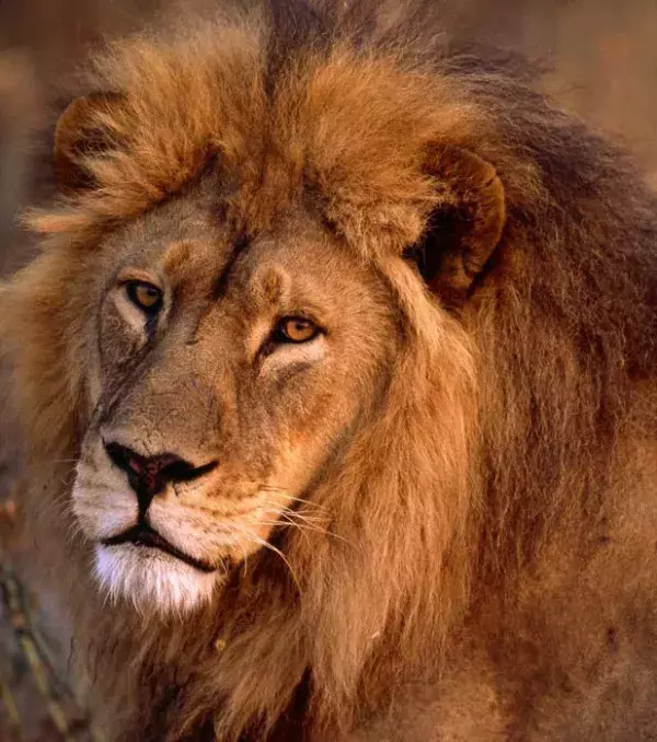 Male lions hunt very little