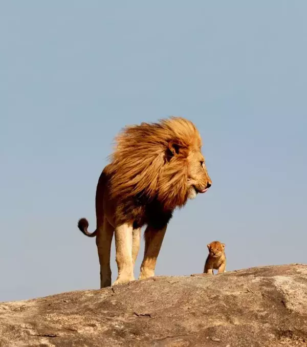 Male lions sometimes take care of their own young